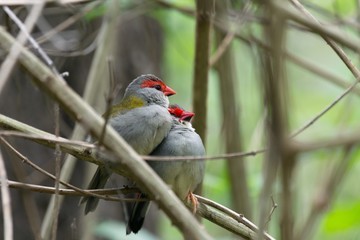 Red-browed Finches snuggle