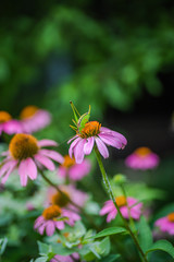 Purple coneflower blooming in garden
