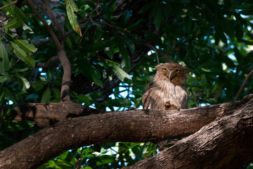 owl on tree branch