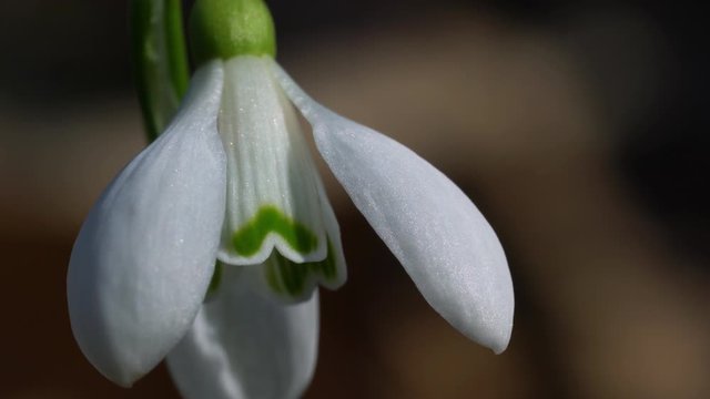 Snowdrop herald of spring in the natural ambience (Galanthus nivalis) - (4K)