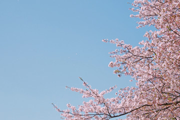 桜と空の風景
