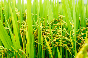 Rice field, green rice sprouts in the meadow. Rice close up.