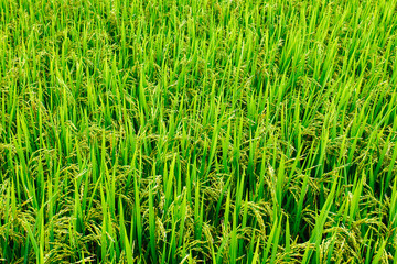 Rice field, green rice sprouts in the meadow. Rice close up.