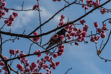 Plum blossom in botanical garden of Tokyo