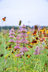 Horsemint blooming in late spring © Kanokwalee