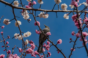 Plum blossom in botanical garden of Tokyo