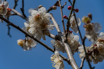 Plum blossom in botanical garden of Tokyo