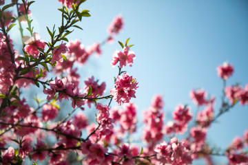 Obraz premium pink flowers in spring