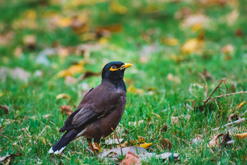 A close up picture of common Indian Myna bird sitting on green grass in the morning