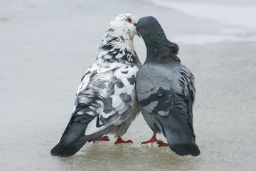 love games in pigeons