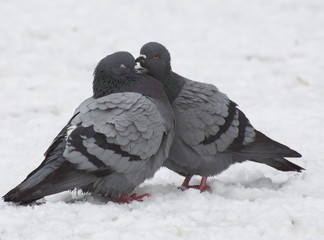 love games in pigeons