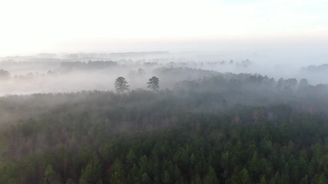 Aerial of Misty Forest
