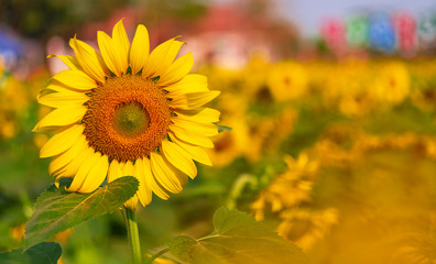 Close-up sunflower in the garden in the morning