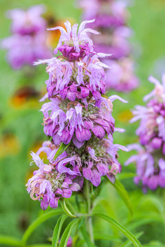 Horsemint blooming in late spring