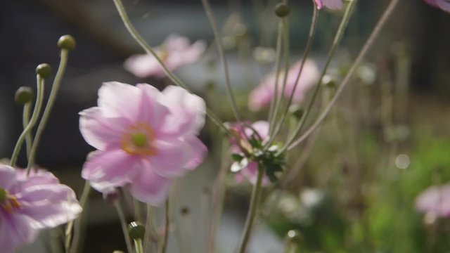 Beautiful pink flower near Menai Suspension bridge