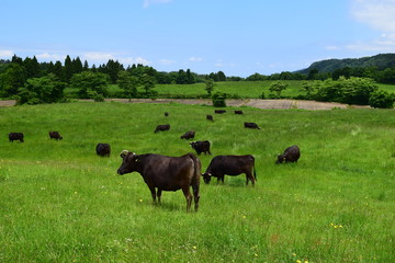 牛の放牧 高原牧場