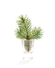 Coniferous tree branch in a glass on a white background