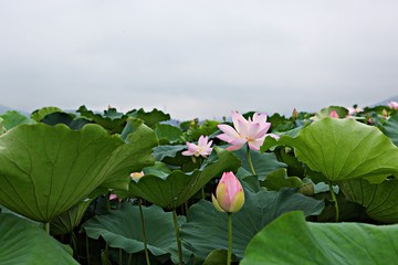 안산관곡지입니다