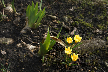 yellow crocuses growing out of the ground in early spring in the garden
