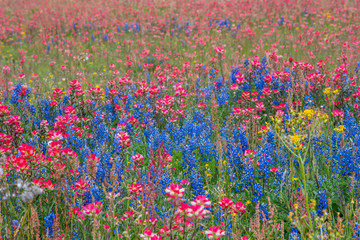 Texas Spring Wildflowers