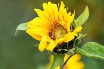 Bee. A bee sits on a yellow sunflower flower and collects nectar on a green background on a Sunny summer day. Macro