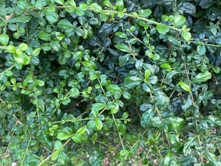 Khoi the rough bushes of Siam in Thailand