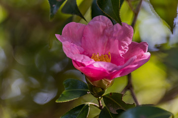 Camellia in botanical garden of Tokyo