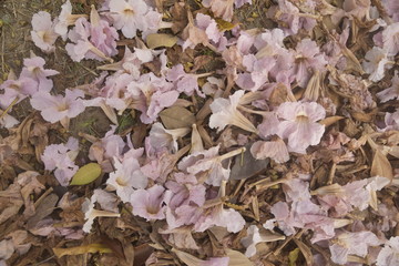 bouquet of white and pink flowers