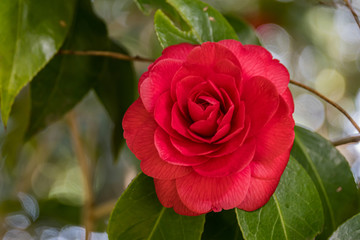 Camellia in botanical garden of Tokyo