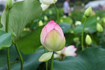 안산관곡지입니다