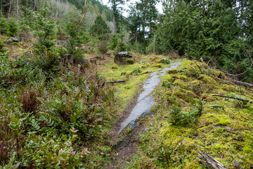 Fototapeta na wymiar a rocky uphill trail inside forest covered with mud and mosses on a cloudy day