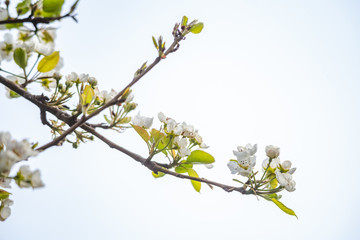 White bradford pear in full bloom 