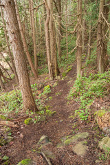 rough downhill path in the forest with tall trees on both sides