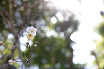 Image of Plum blossoms and sunbeams