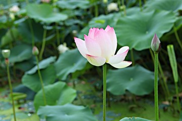 안산관곡지입니다