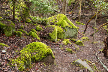 rough trail inside forest passing through green mosses covered rocks and ground