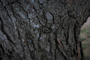 bark of a tree