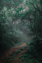 Dark forest in fog with some lightrays hitting the rocky path