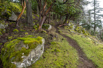 green moss covered rocky trail inside forest with dense foliage with few arbutus trees with unique shapes grown here and there.