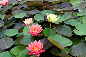 안산관곡지입니다