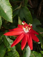 Close up, downward shot of a scarlet flame passion flower, also called passiflora