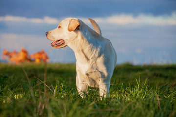 labrador retriever dog