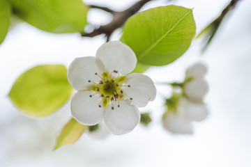 White bradford pear in full bloom 