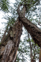 two trees in the forest with trunks intertwined together under bright sky