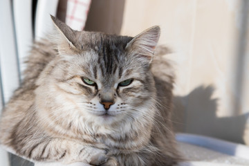 Long haired cat in relax outdoor. Hypoallergenic pet, siberian purebred