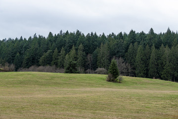 one pine tree on a vast green field with dense pine tree forest behind on an over cast day