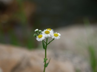 Small white and yellow daisy flower bouquet, wide shot.