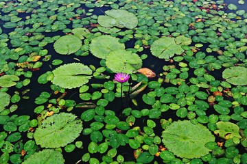 안산관곡지입니다