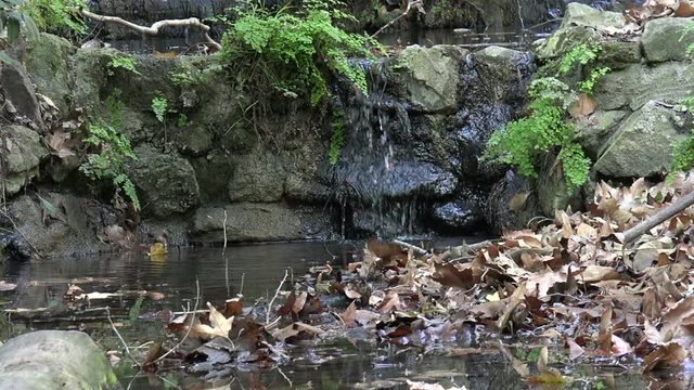 Fallen log by a waterfall in a small brooke