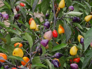Assortment of red, yellow, purple and orange peppers hanging from stems in a garden